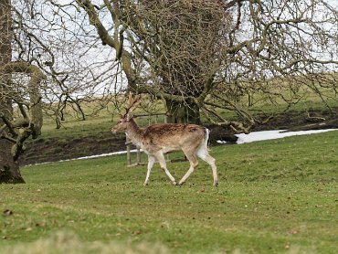 Dyrham Park - The Deer Park March 2018