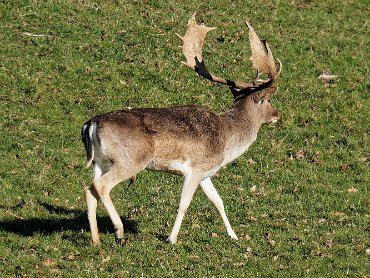 Dyrham Park - The deer park February 2019
