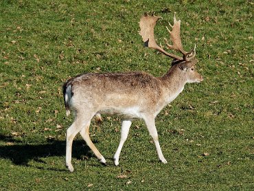 Dyrham Park - The deer park February 2019