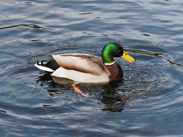 Stourhead - 2017 Stourhead Garden created by Henry Hoare II and laid out between 1740 and 1780. The House: A Paladian Mansion built in...