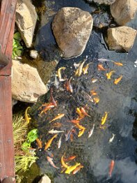 Madeira - Llha das Aves Bird Garden