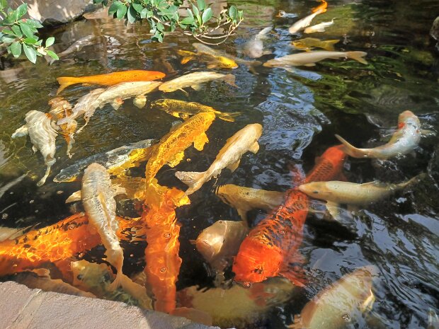 Madeira Madeira, Funchal, Llha das Aves and Ribeira Brava