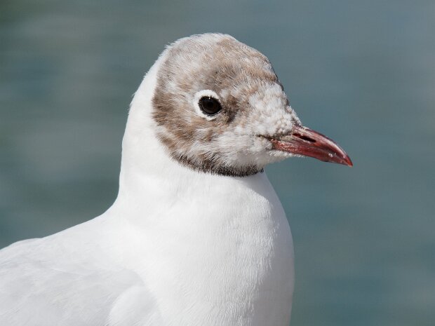 Slimbridge - August 2022